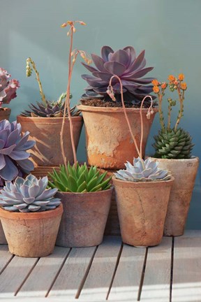 Framed Succulent on Table I Print