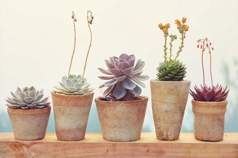 Framed Succulent Window I Print