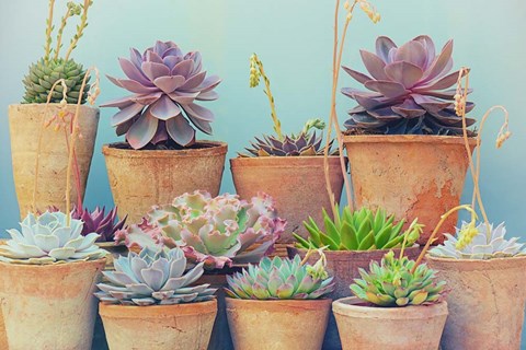 Framed Succulent Window IV Print