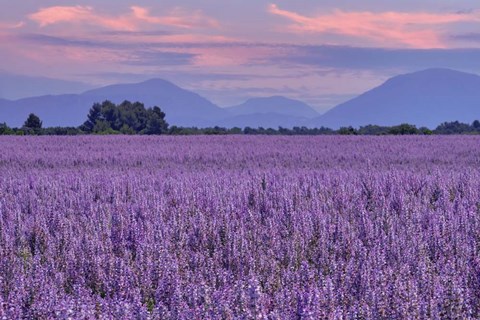 Framed Fields of Clary Sage in Provence Print