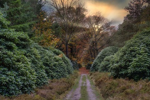 Framed Forest Sunset Print