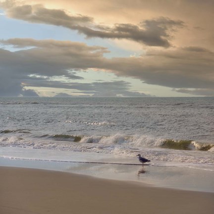 Framed Seagull on Beach Print