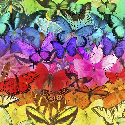 Framed Rainbow of Butterflies Print