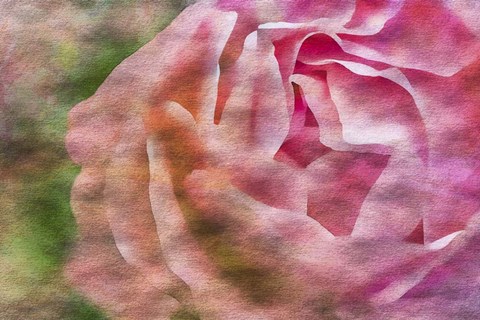 Framed Roses on Canvas 1 Print