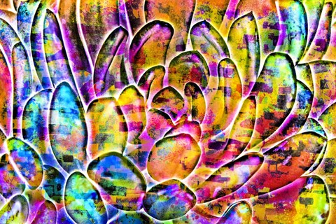 Framed Succulent Dressed in Rainbow Colors 11 Print