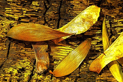 Framed Nature in Yellow Tones 6 Print