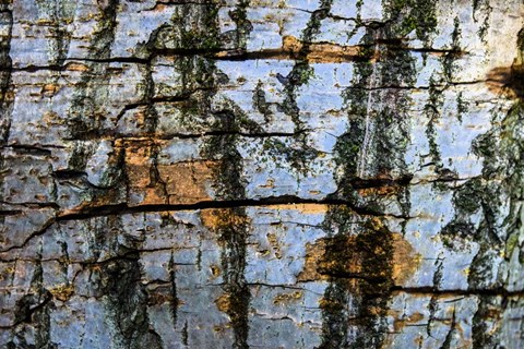 Framed Restless Age 12 Print