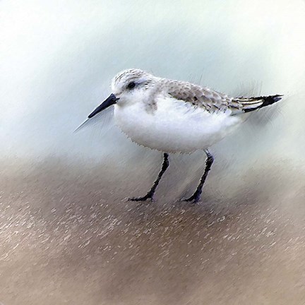 Framed Sand Piper B Print