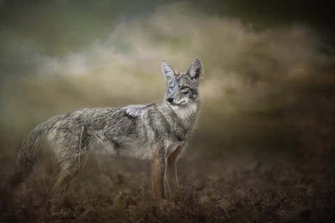 Framed Before The Storm Print