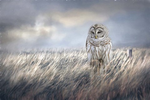 Framed Field Seeker Print