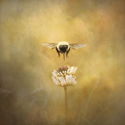 Framed Seeking The Prize Print