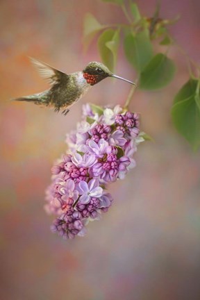 Framed Tiny Miracle Print