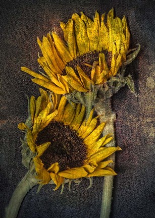 Framed Sunflowers Print