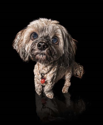 Framed Scuzzle Print