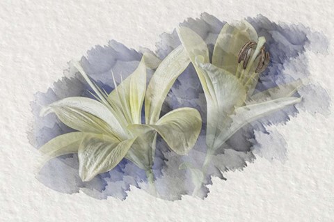 Framed Yellow Lily 2 Print