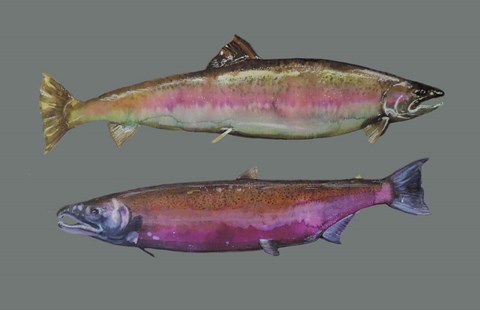 Framed Saumons Print