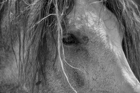 Framed Enter the Badlands B&amp;W 1 Print