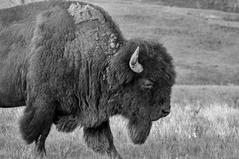 Framed Enter the Badlands B&amp;W 2 Print