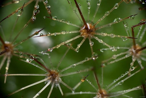 Framed Cactus Flowers 1 Print