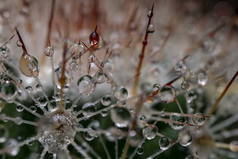 Framed Cactus Flowers 19 Print