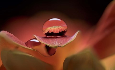 Framed Dew Drops Macro 7 Print