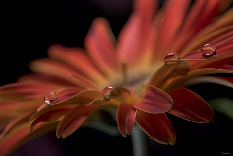 Framed Dew Drops Macro 9 Print