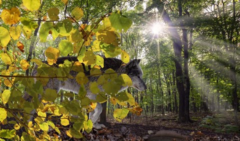 Framed Autumn Shadows Print