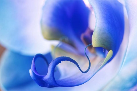 Framed Red, White and Blue Orchid 5 Print