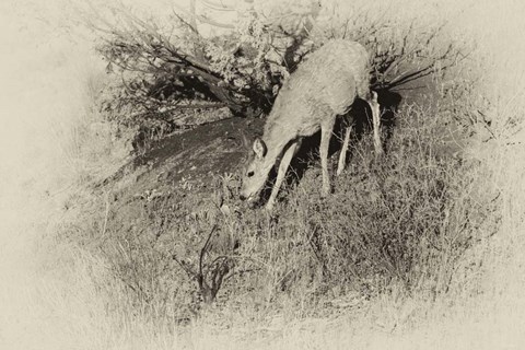 Framed Badlands Antique 7 Print