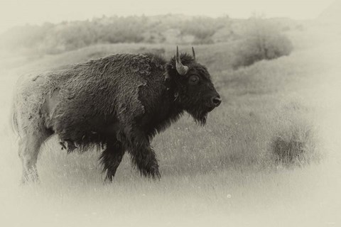 Framed Badlands Antique 12 Print