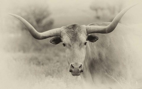 Framed Badlands Antique 14 Print