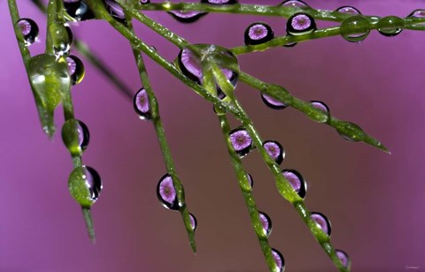 Framed 5 Ultra Macro Print