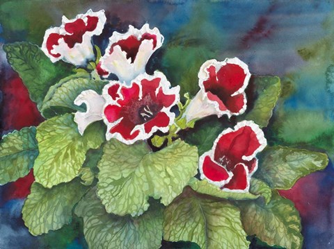 Framed Red and White Gloxinia Print