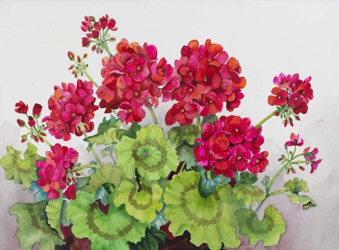 Framed Red Geraniums Print