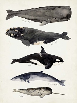 Framed Whale Chart I Print
