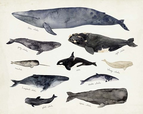 Framed Whale Chart III Print