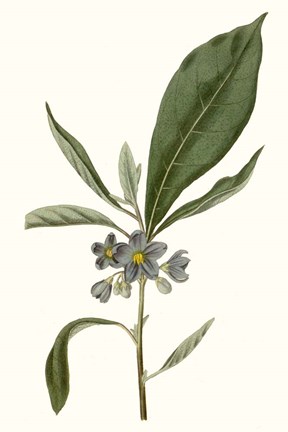 Framed Soft Blue Botanicals II Print