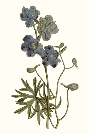 Framed Soft Blue Botanicals V Print