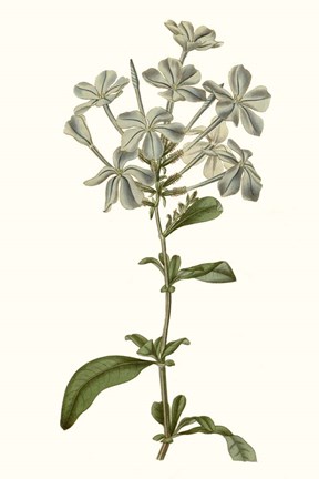 Framed Soft Blue Botanicals VII Print