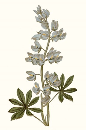 Framed Soft Blue Botanicals VIII Print