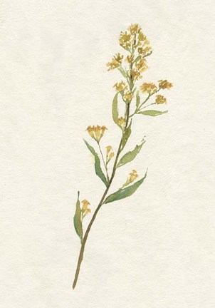 Framed Delicate Yellow I Print