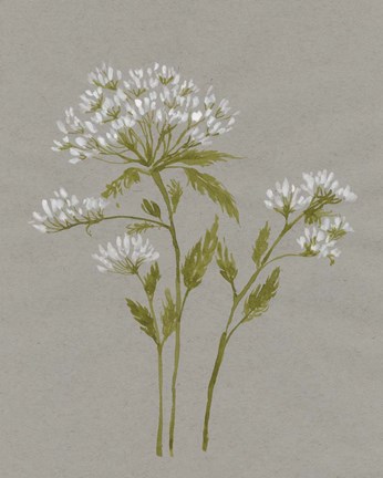 Framed White Field Flowers IV Print