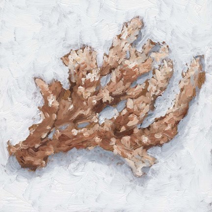 Framed Coral Display II Print