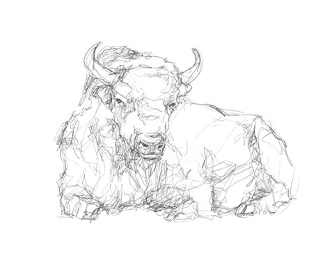 Framed Bison Contour Sketch II Print