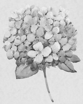 Framed Silvertone Floral II Print