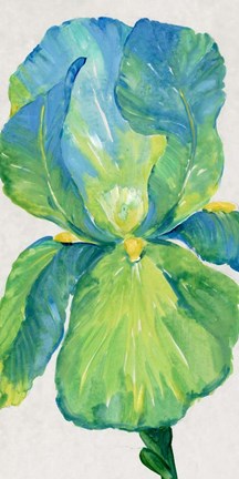 Framed Iris Bloom in Green I Print