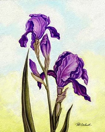 Framed Irises Print