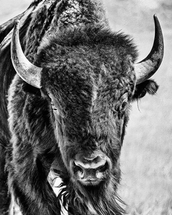 Framed Buffalo Portrait Print