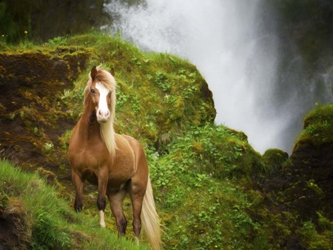 Framed Collection of Horses I Print