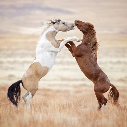 Framed Collection of Horses VIII Print